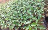 Kỹ thuật Ươm trồng cây lộc vừng và chăm sóc cây lộc vừng