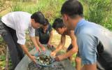 Kỹ thuật ương cá con