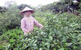 Lá chanh đi Tây thu triệu USD, tía tô sang Nhật đếm tiền tỷ