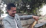 Lãi nửa tỷ mỗi năm từ nuôi con ngày bay làm mật, tối ngủ ngon