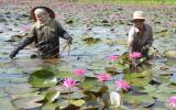 Làm giàu nhờ bông súng