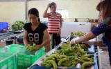 Làm giàu ở nông thôn: Chỉ trồng chuối thôi, anh Thành thành tỷ phú