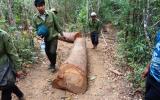 Lâm tặc cướp gỗ giữa ban ngày