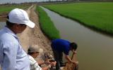Làm thế nào sản xuất Lúa hữu cơ đúng quy trình?