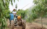 Lão nông chinh phục cây 'nắng không ưa, mưa không chịu' thu tiền tỷ