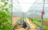 Lão nông ở tuổi 70 vẫn mê lên núi, bỏ tiền tỷ trồng rau trong nhà kính