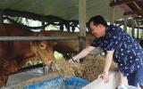 Liều nuôi loài bò ngoại nặng tới 1 tấn, 10 tháng lời gấp đôi
