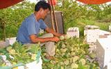 Mãng cầu Bà Đen nổi tiếng tới mức nào?