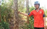 Mất ngủ vì 'vàng đen'