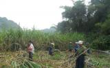 Mía ngọt và sắn... đắng