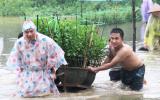 Miền Trung: 'Te tua' hoa Tết