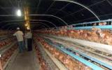 Mô hình chăn nuôi gia cầm trong chuồng kín - một hướng chăn nuôi mới hiệu quả