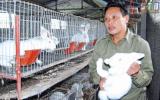 Mỗi năm bán 5.000 con tai dài lông trắng, thu 500 triệu, lãi 1 nửa