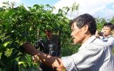 Mua giống trôi nổi, chanh dây chỉ tốt lá không cho quả, nông dân 'chết đứng'