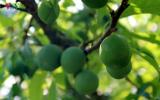 Ngắm mận Mộc Châu hứa hẹn mùa bội thu