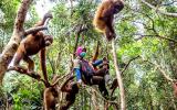Ngân hàng tiếp tay phá rừng ở Indonesia