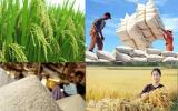 Ngành lúa gạo Việt Nam: Năm 2016 u ám và cảnh báo tương lai...