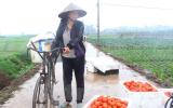 Người dân Hưng Yên khốn khổ kêu cứu vì giá cà chua rớt thảm