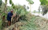 Người dân trồng sả điêu đứng vì doanh nghiệp 'thất hứa'