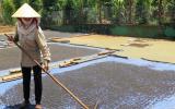 Người trồng 'khóc ròng' vì giá hồ tiêu giảm mạnh