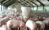 Nhờ 'giải cứu' giá heo hơi đã tăng từ 5.000 - 7.000 đồng/kg