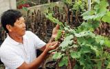 Ninh Thuận cung cấp hàng ngàn cây nho cảnh dịp Tết