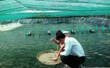 Nở rộ phong trào nuôi tôm trong nhà lưới công nghệ cao ở Hiệp Phước