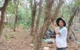 Nông dân lao đao vì tiêu chết hàng loạt trước ngày thu hoạch