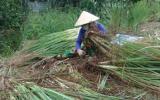 Nông dân phá bỏ vườn sả vì giá chỉ còn 2.000 đồng một kg