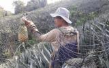 Nông dân Quảng Nam trúng mùa dứa chín