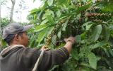 Nông dân trồng cà phê khốn đốn vì mưa kéo dài