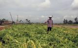 Nông dân xứ nghệ trắng tay sau mưa lũ