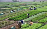 Nông nghiệp Việt trước nguy cơ lệ thuộc nguồn giống nhập khẩu