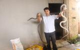 Nuôi con tiền tỷ: Chàng trai trẻ làm xiếc với đàn rắn 300 con