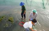 Nuôi tôm sú kiểu mới ở Ninh Thuận