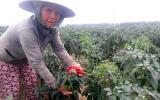 Ớt chín đầy đồng không có người mua