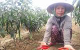 Ớt xuất khẩu tới ngày thu hoạch nhưng không ai mua
