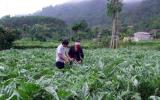 Phát triển dược liệu Việt: Điệp trùng khó khăn!