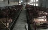 Phát triển ngành chăn nuôi từ bài học giá thịt lợn