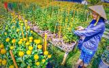 Phát triển nông nghiệp đô thị để nội đô tự chủ lương thực, thực phẩm