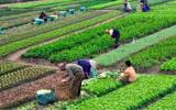 Phát triển nông nghiệp theo chuỗi giá trị