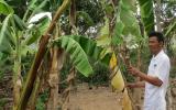 Phòng trừ bệnh héo rũ Panama trên cây chuối
