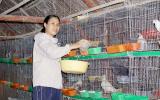 Phụ nữ văn phòng nuôi đàn chim câu, không nhanh giàu cũng khấm khá