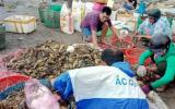 Phú Yên công bố nguyên nhân tôm hùm chết hàng loạt