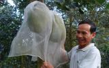 Phương pháp bao trái cây nhằm nâng cao chất lượng trái