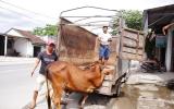 Quảng Ngãi: Mua bò được... bảo hành 1 tháng