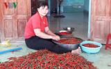 Quảng Ngãi: Ớt rớt giá, bí đao, bí đỏ 'bí' đầu ra, nông dân khốn khó