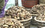 Quảng Ninh phát triển nghề nuôi hàu với mô hình chuỗi liên kết