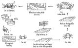 Quy trình kỹ thuật nuôi cua biển công nghiệp, bán công nghiệp sử dụng chế phẩm sinh học 3 giai đoạn