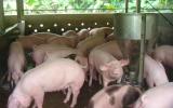 Quy trình kỹ thuật nuôi lợn thịt